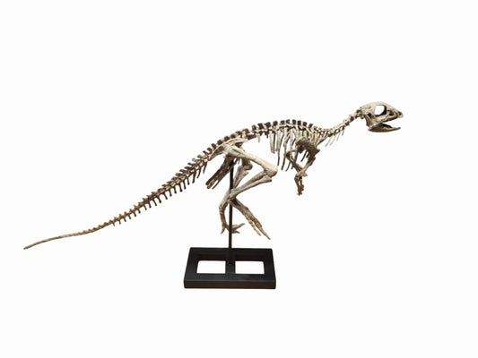 Jeholosaurus