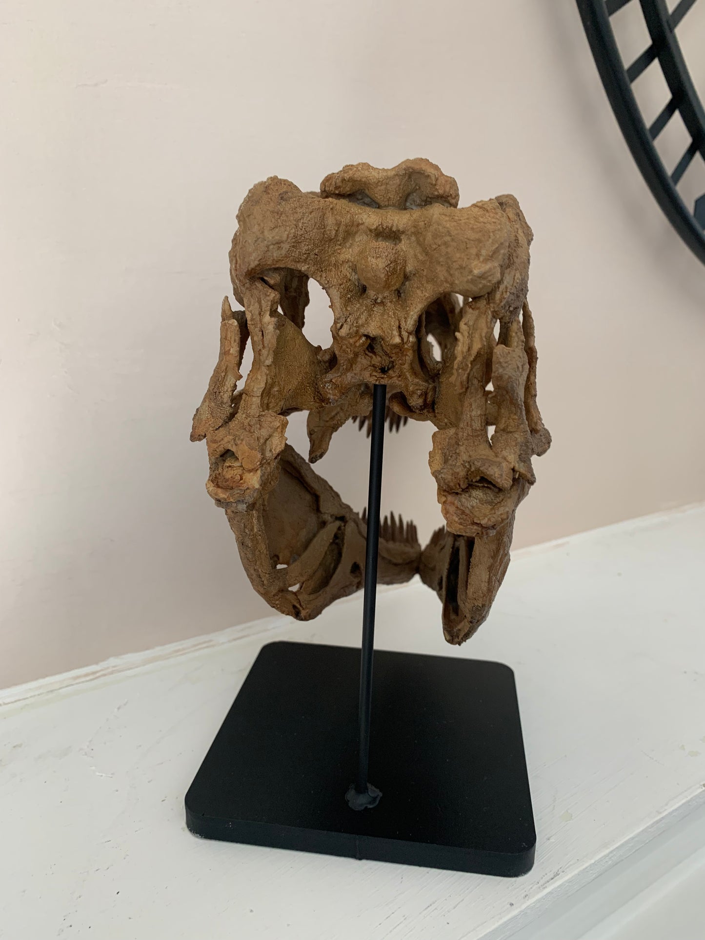 Daspletosaurus Skull (1:5 scale 22cm Scale Model)