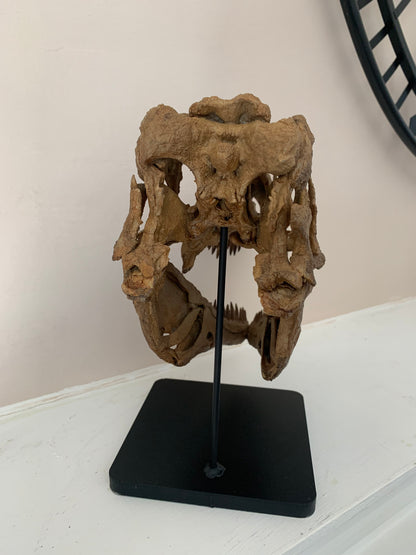 Daspletosaurus Skull (1:5 scale 22cm Scale Model)