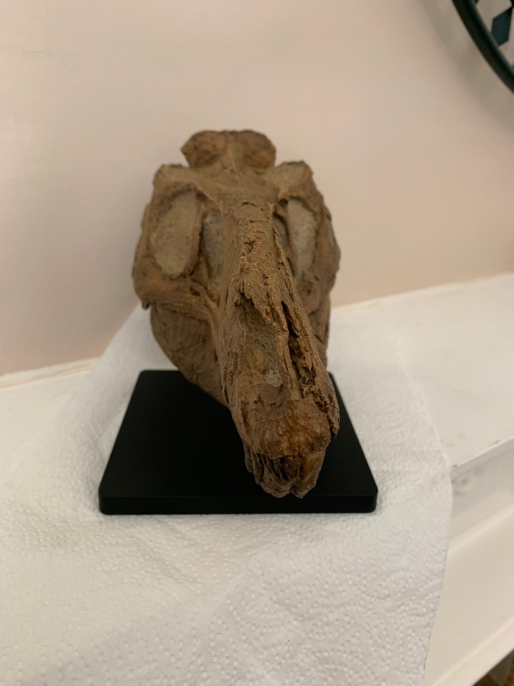 Nanotyrannus Skull -Desktop collectible  (22cm length)