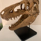 Daspletosaurus Skull (1:5 scale 22cm Scale Model)