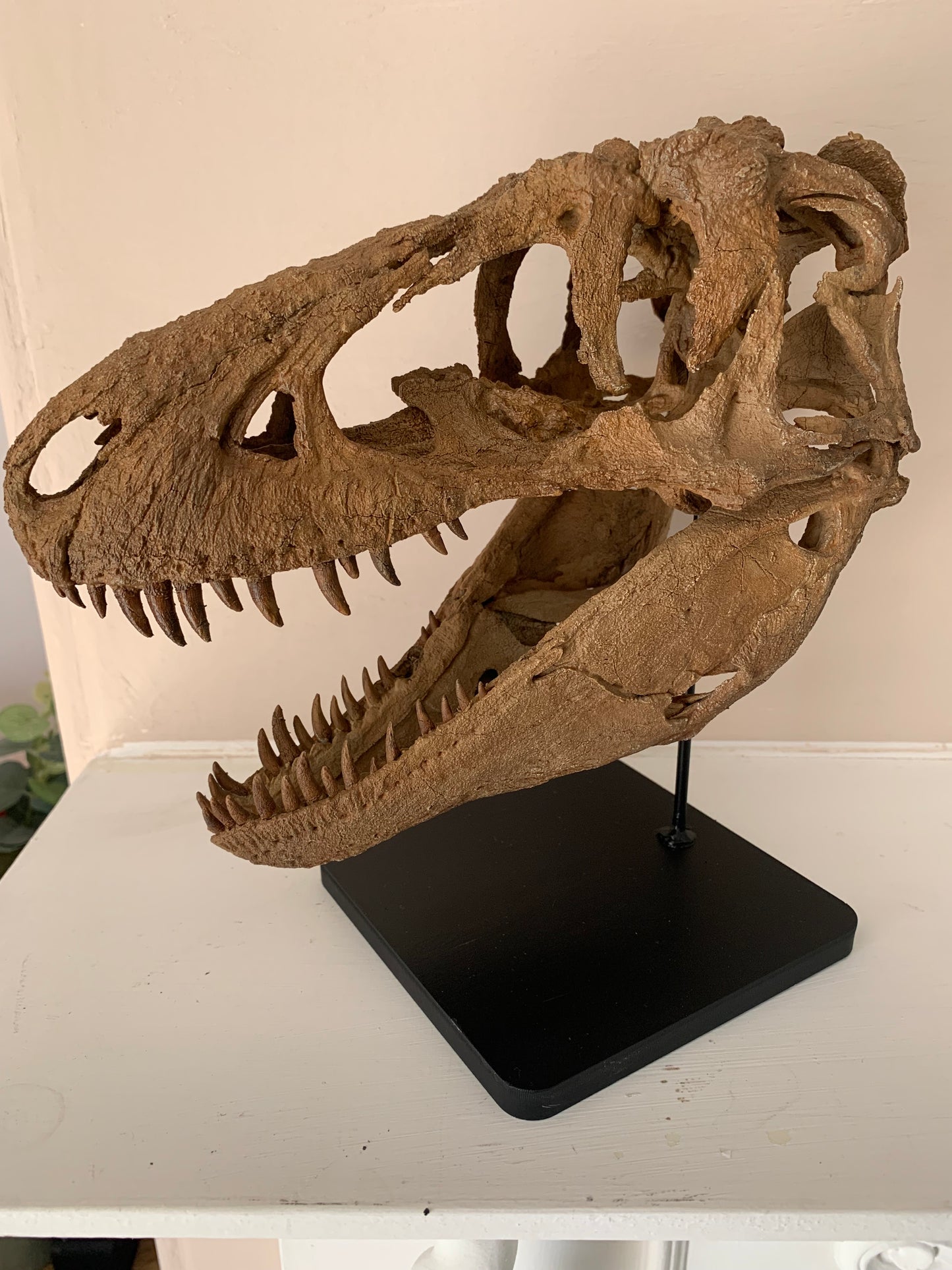 Daspletosaurus Skull (1:5 scale 22cm Scale Model)