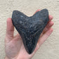 Megalodon Tooth (4 Inches)