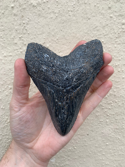 Megalodon Tooth (4 Inches)