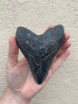 NO LEAD TIME - Megalodon Tooth (4 Inches)