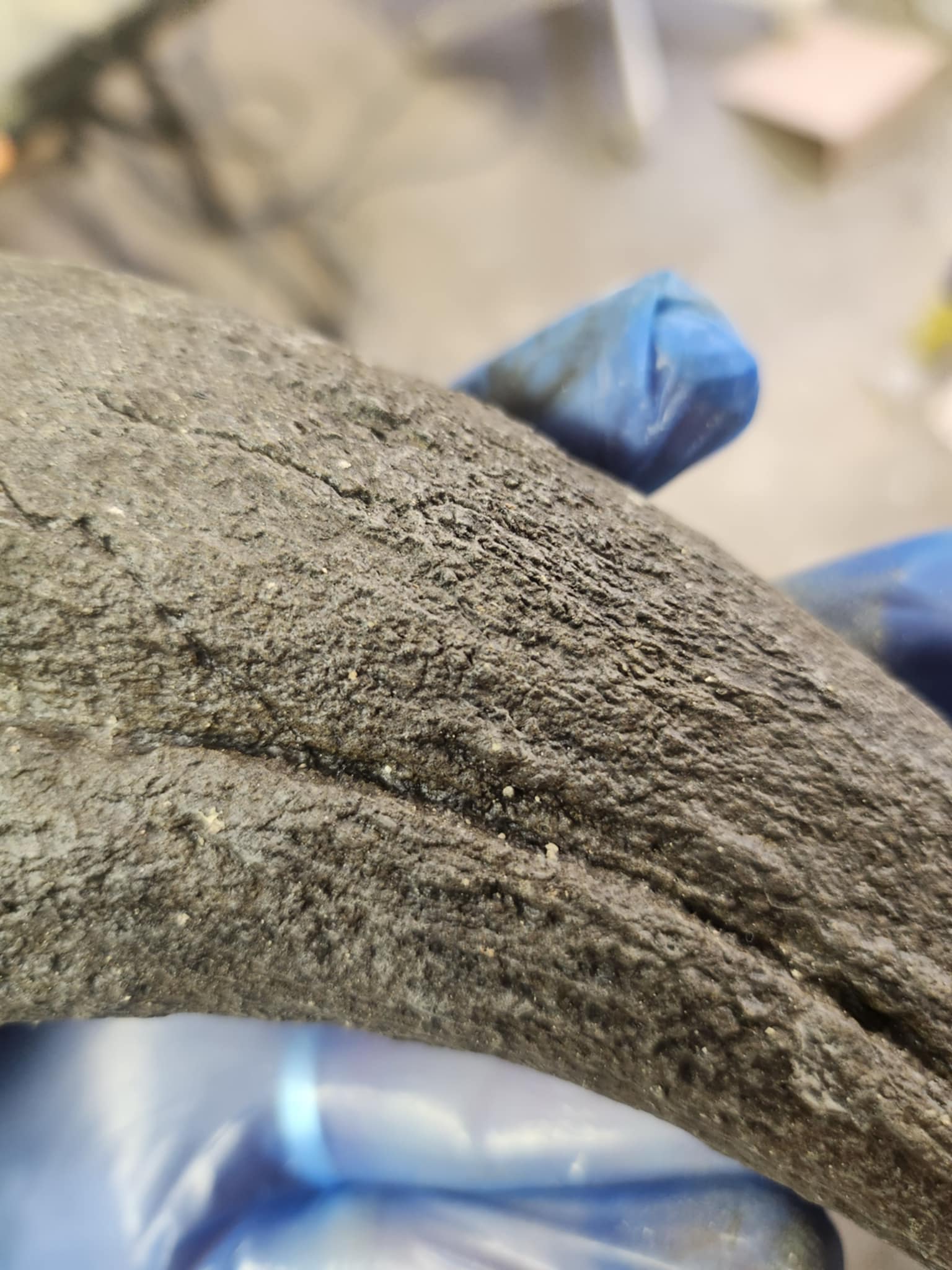 Baryonyx Walkeri Claw