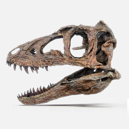 Juvenile Tyrannosaur Skull 1:2 scale (17cm)