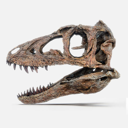 Juvenile Tyrannosaur Skull 1:2 scale (17cm)