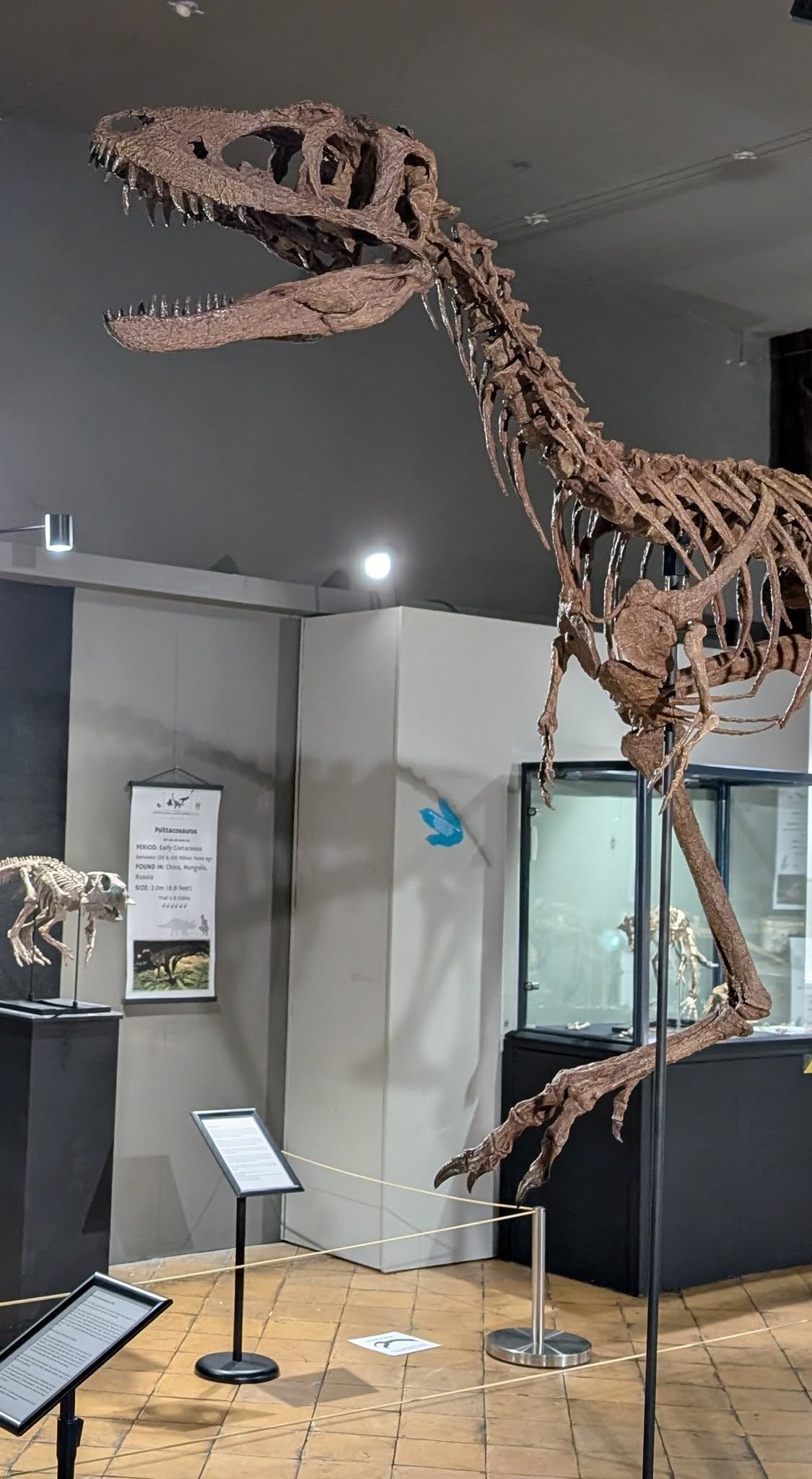 Juvenile Tyrannosaur 1:5 scale (84cm) Skeleton