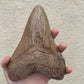 Brown Megalodon Tooth