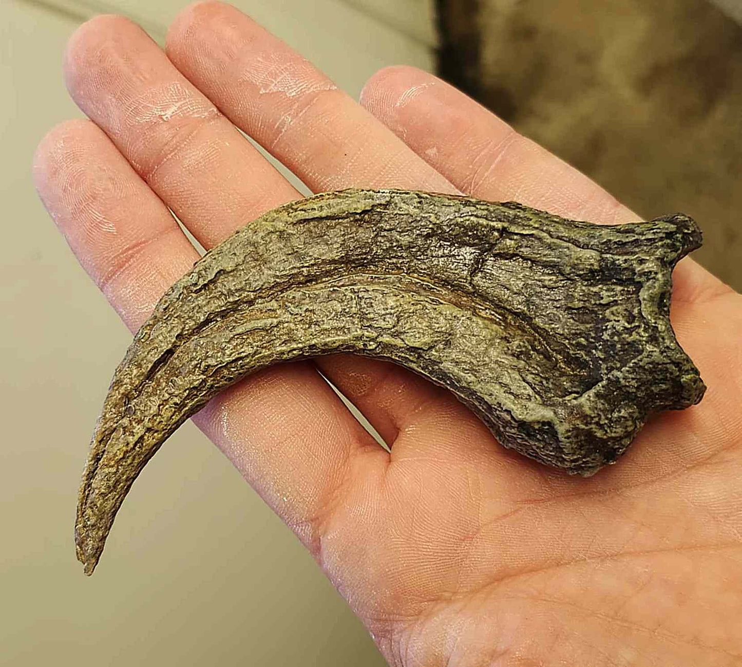 Utahraptor Claw #2