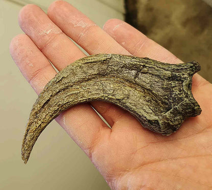 Utahraptor Claw #2