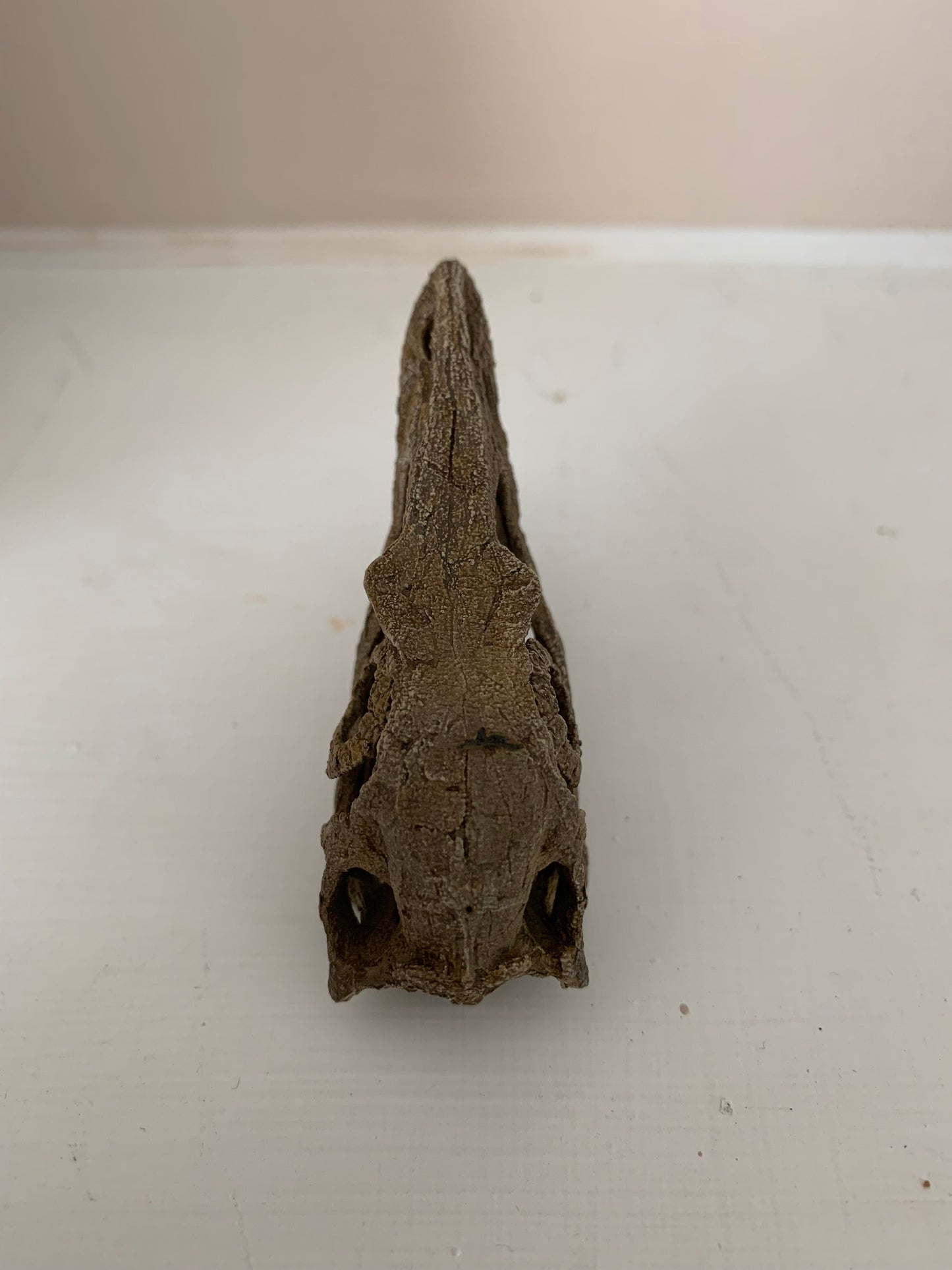 Microraptor Skull