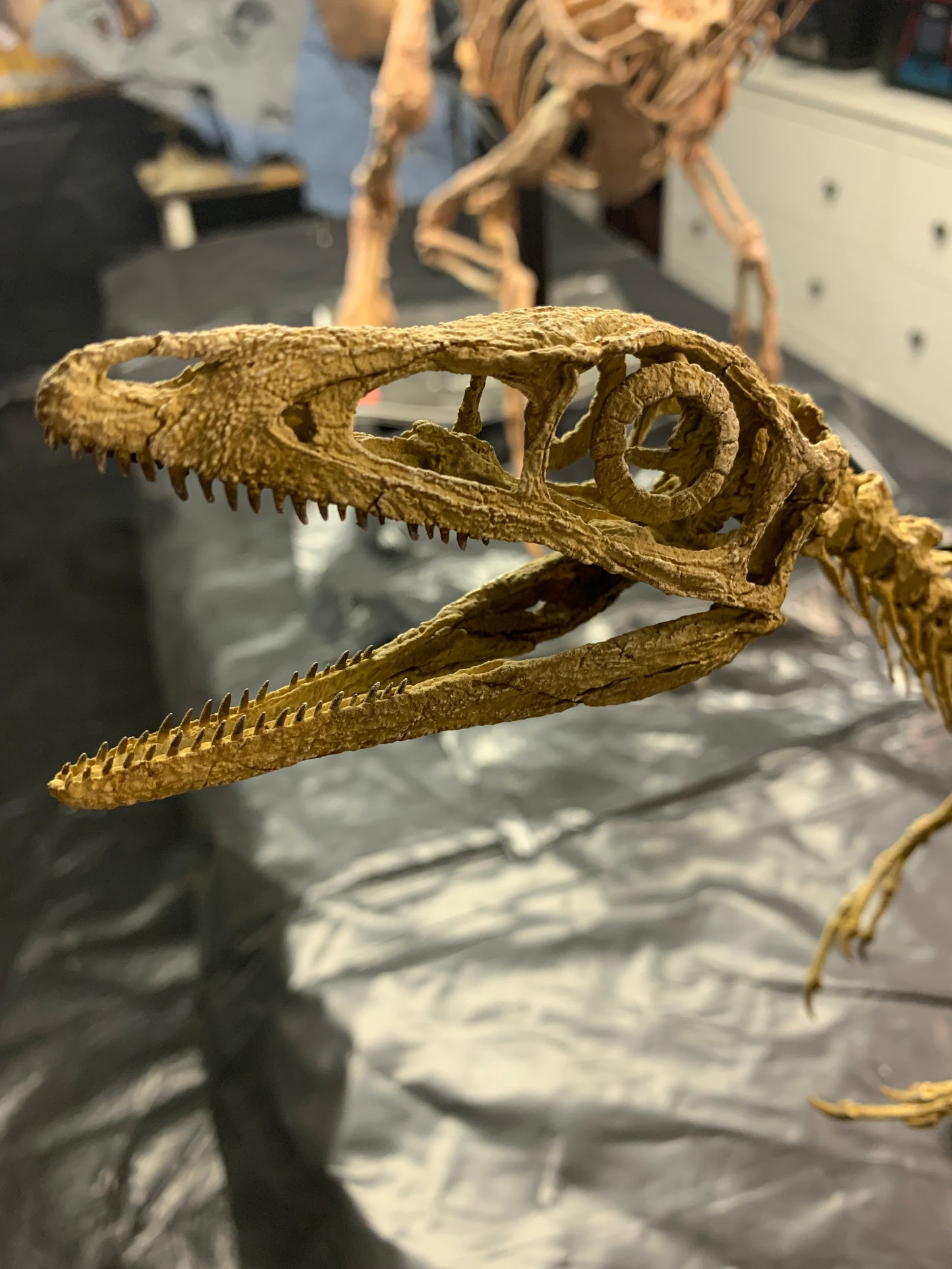 Compsognathus