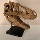 Daspletosaurus Skull (1:5 scale 22cm Scale Model)