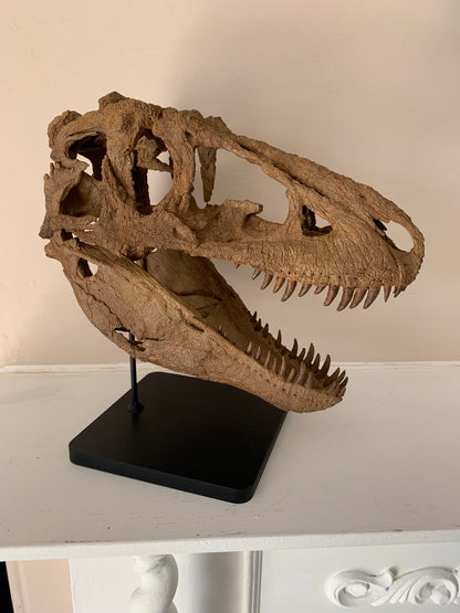 Daspletosaurus Skull (1:5 scale 22cm Scale Model)