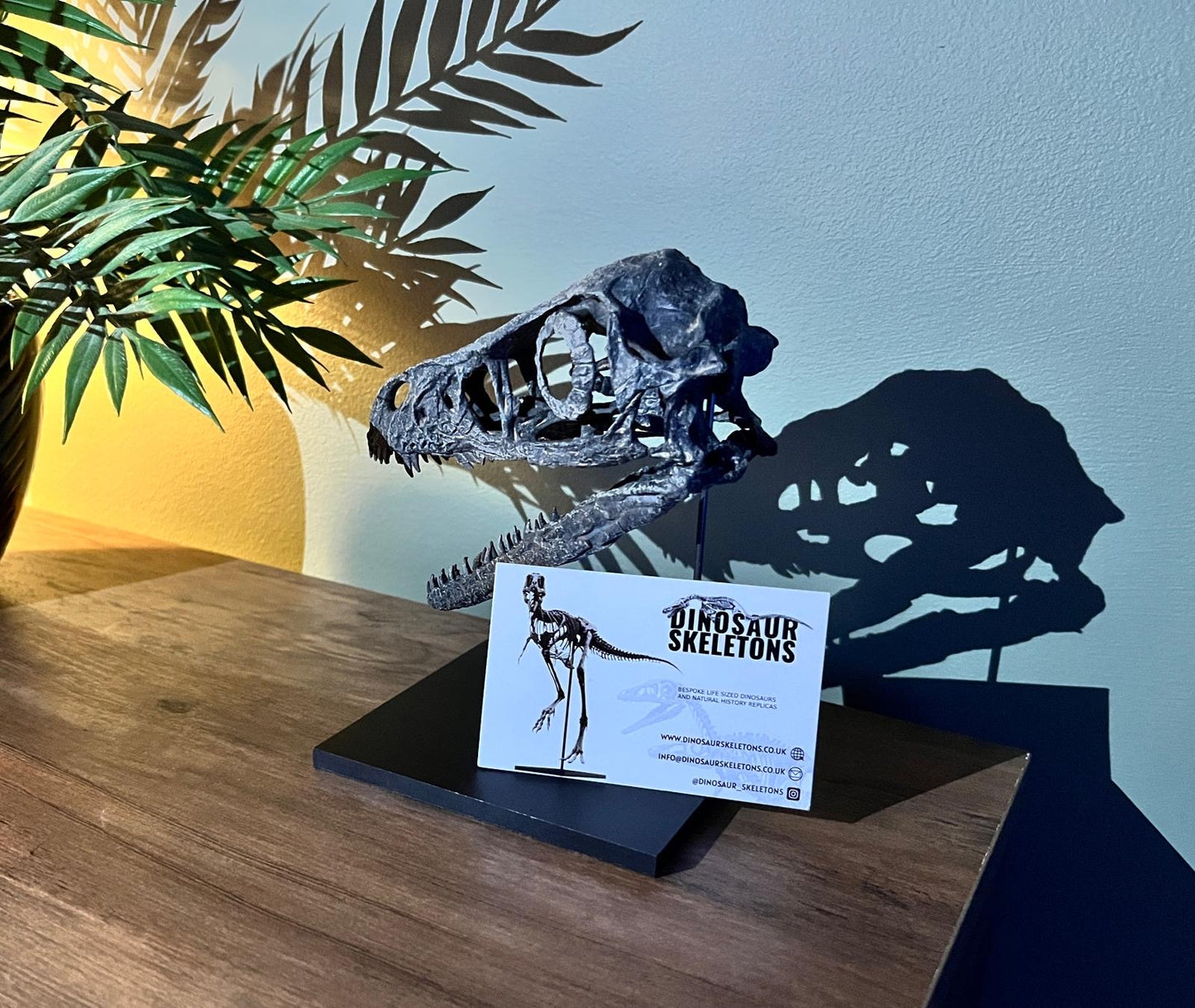 Bambiraptor Skull