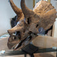 1:2 Scale, (50cm)  Juvenile Triceratops Skull