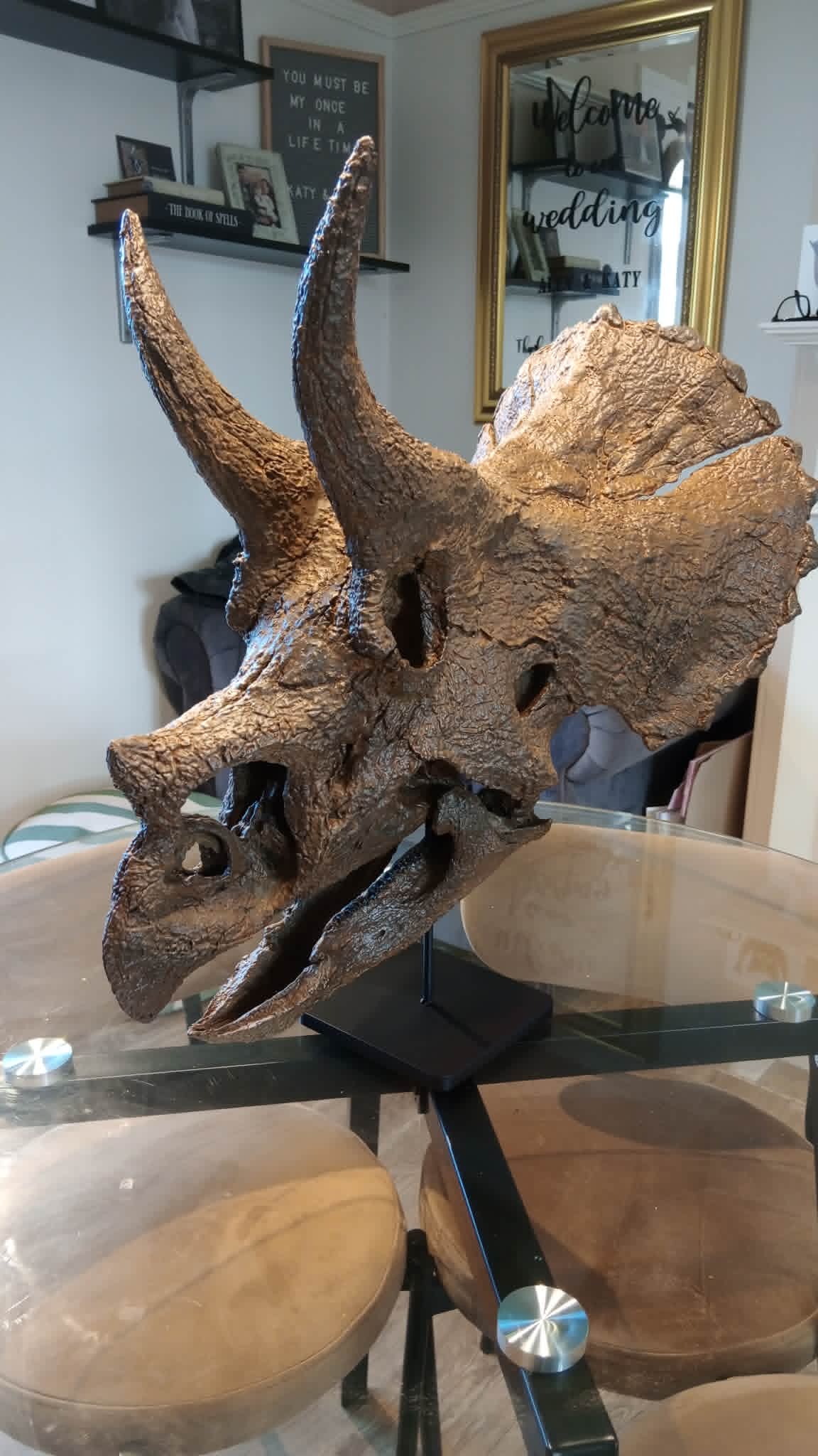 1:2 Scale, WALL MOUNTABLE SKULL (HALF SKULL) Juvenile Triceratops Skull