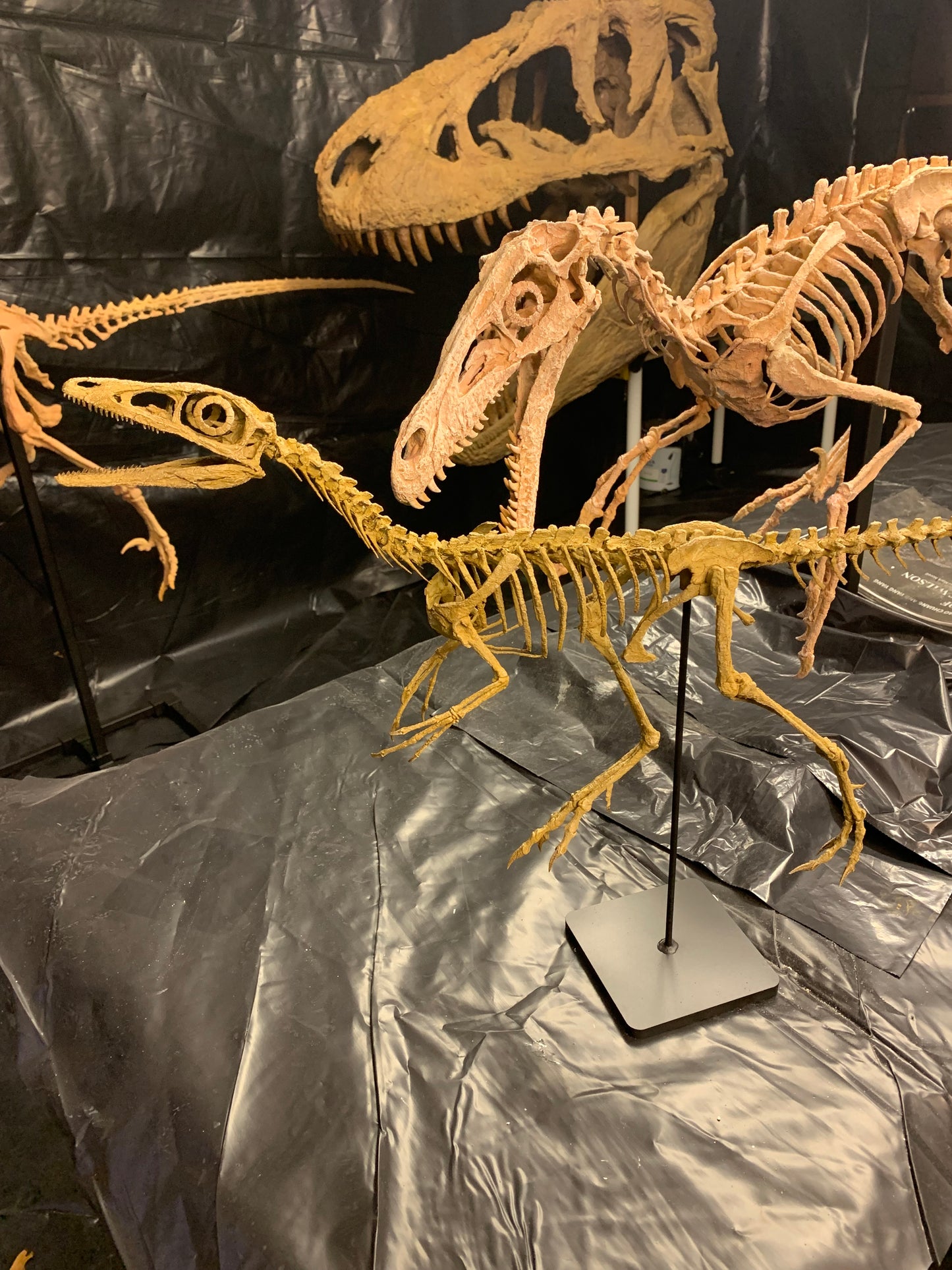 Compsognathus