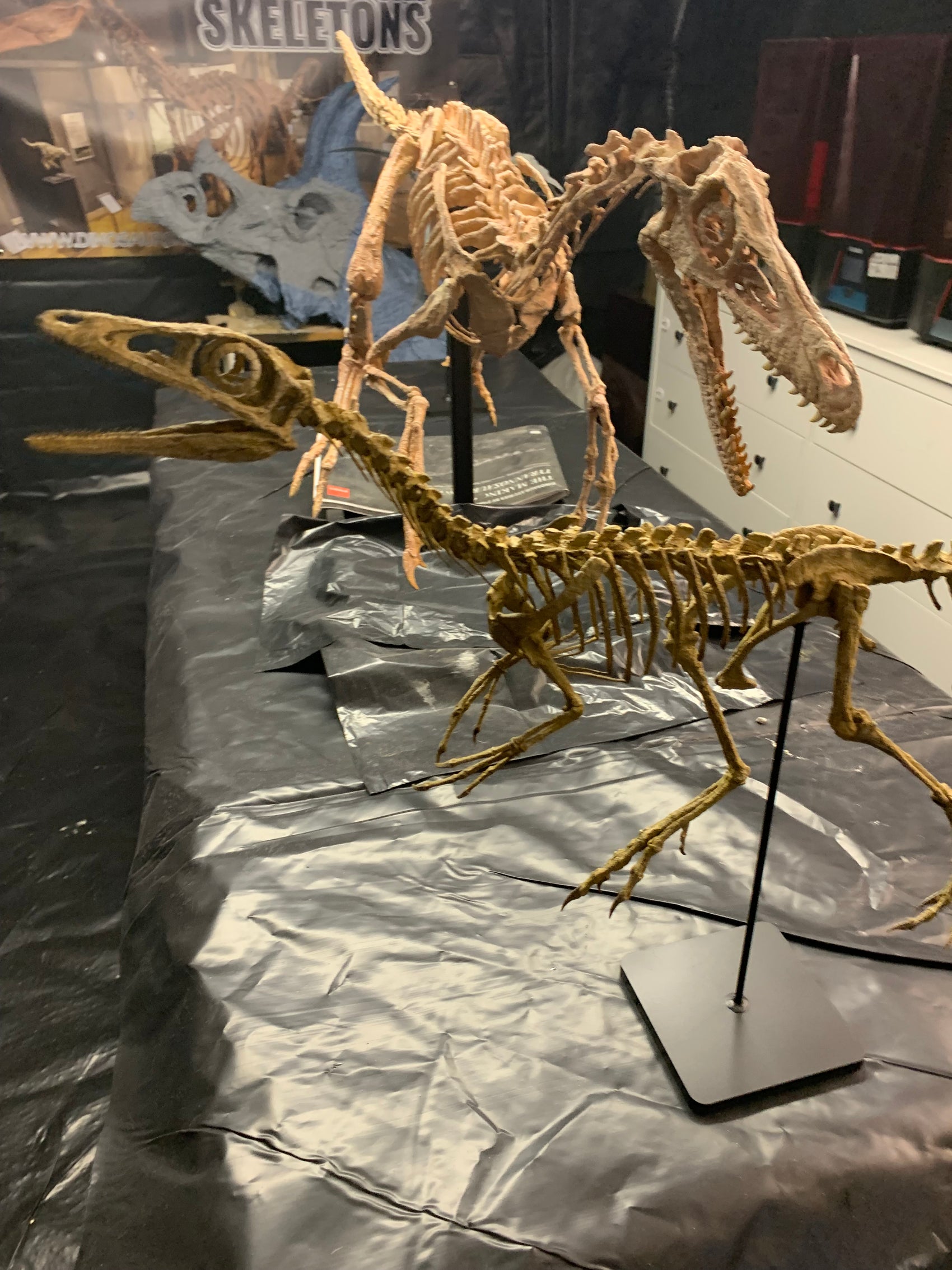 Compsognathus