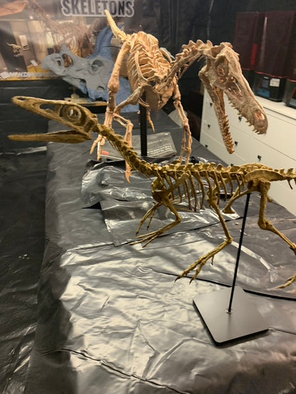 Compsognathus
