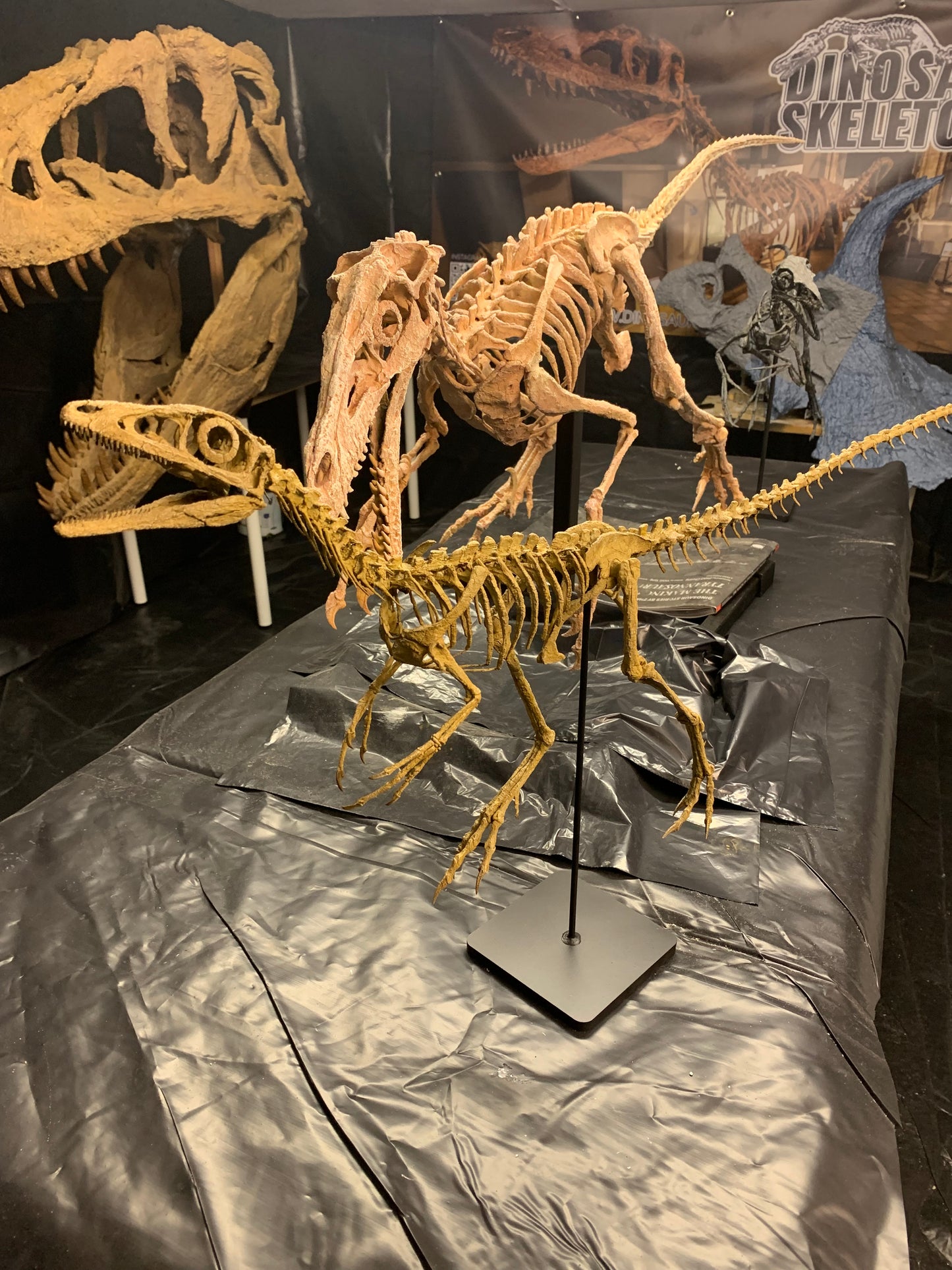 Compsognathus