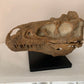 Nanotyrannus Skull -Desktop collectible  (22cm length)