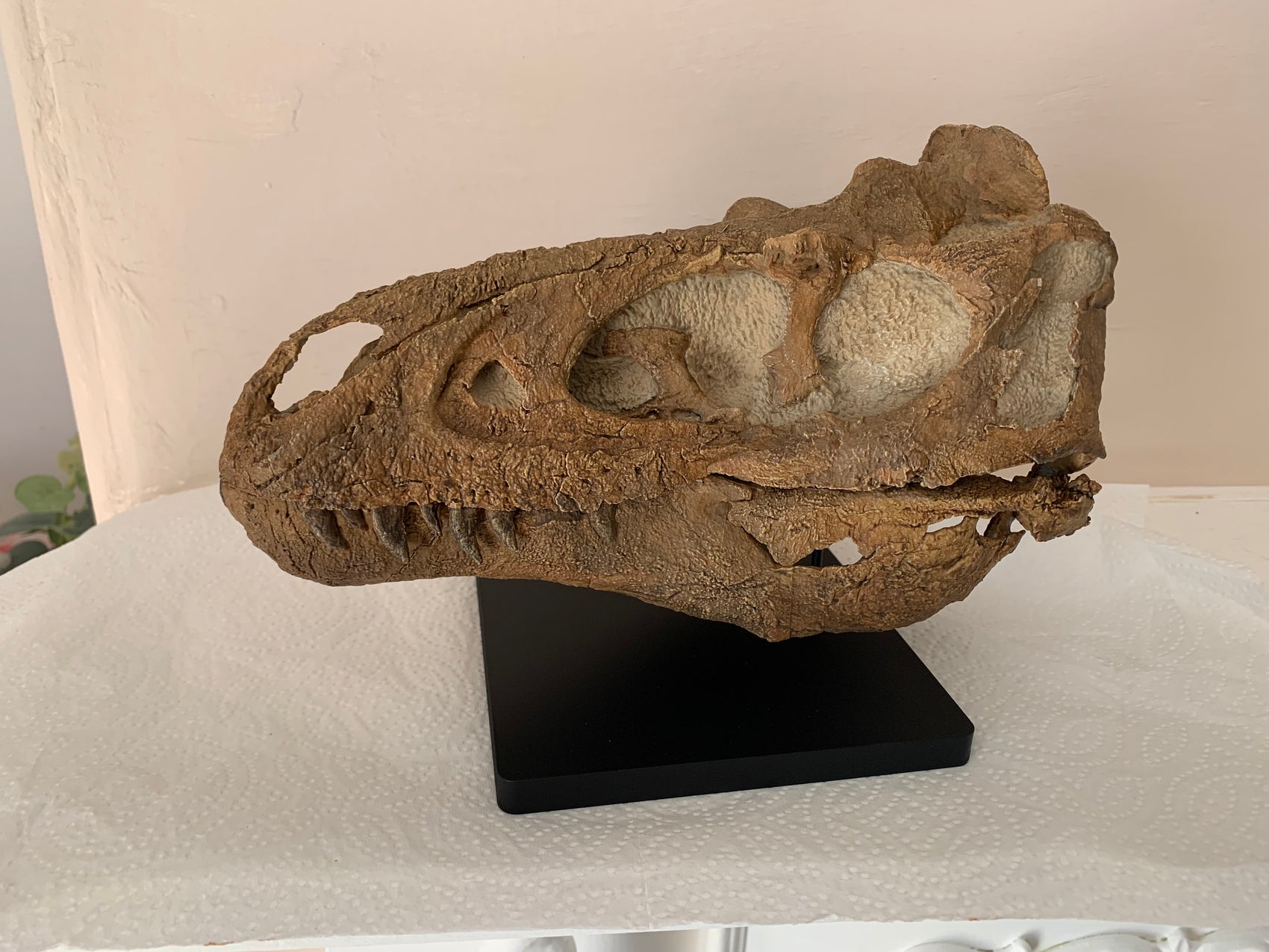 Nanotyrannus Skull -Desktop collectible  (22cm length)