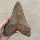 Brown Megalodon Tooth