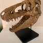 Daspletosaurus Skull (1:5 scale 22cm Scale Model)