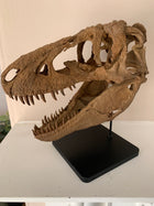 Daspletosaurus Skull (1:5 scale 22cm Scale Model)