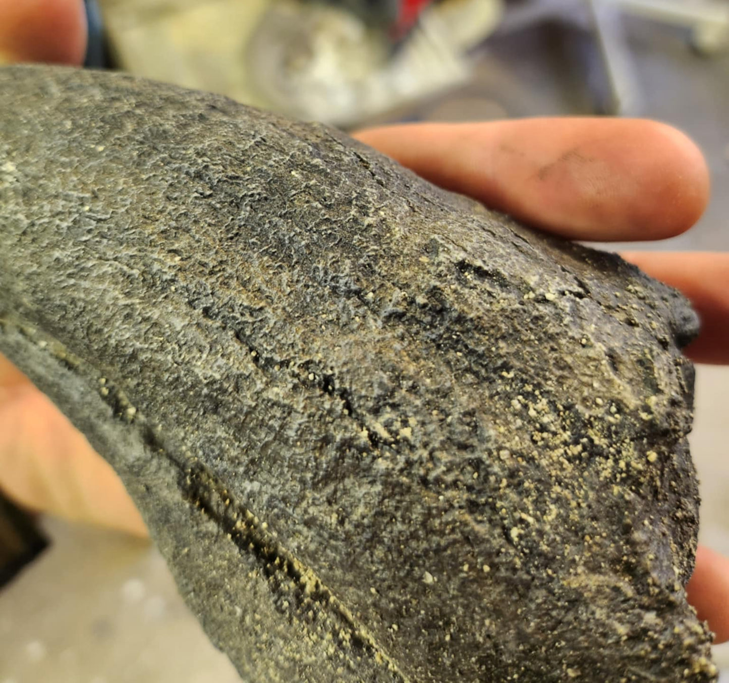 Baryonyx Walkeri Claw