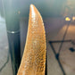 Tyrannosaurus Rex Tooth 2