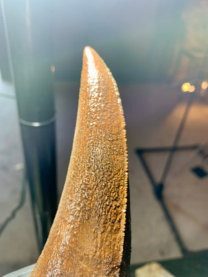 Tyrannosaurus Rex Tooth 2