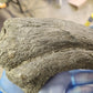 Baryonyx Walkeri Claw