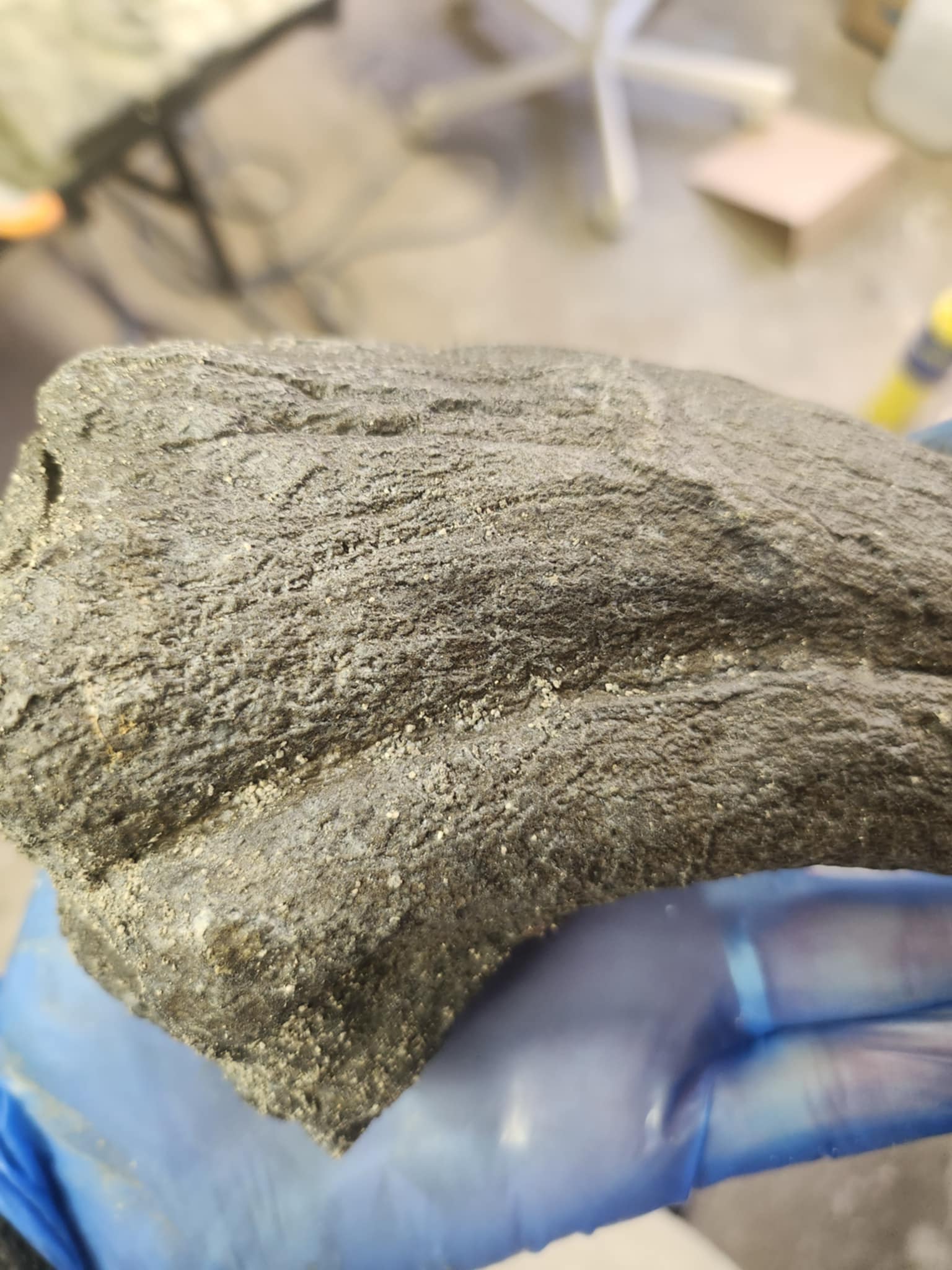 Baryonyx Walkeri Claw