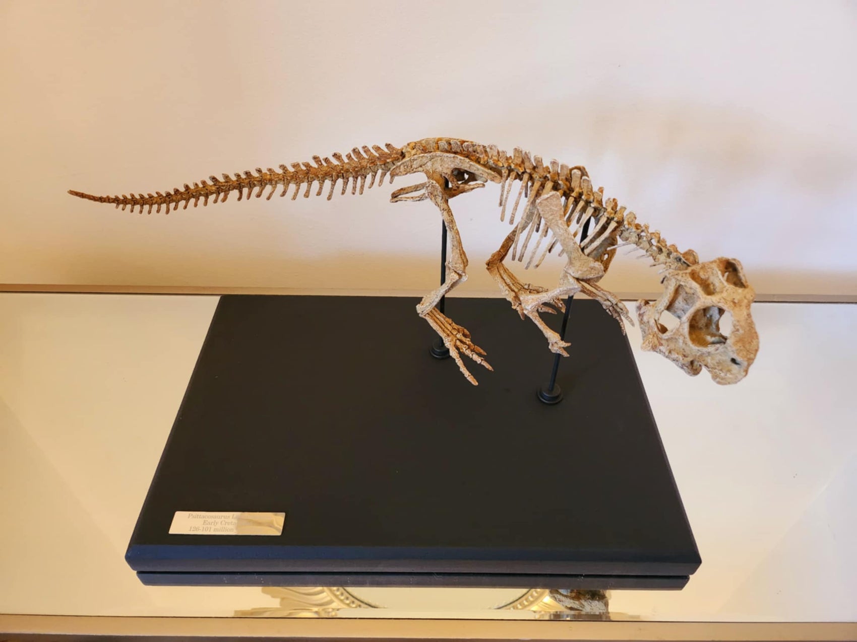 Juvenile Psittacosaurus Skull