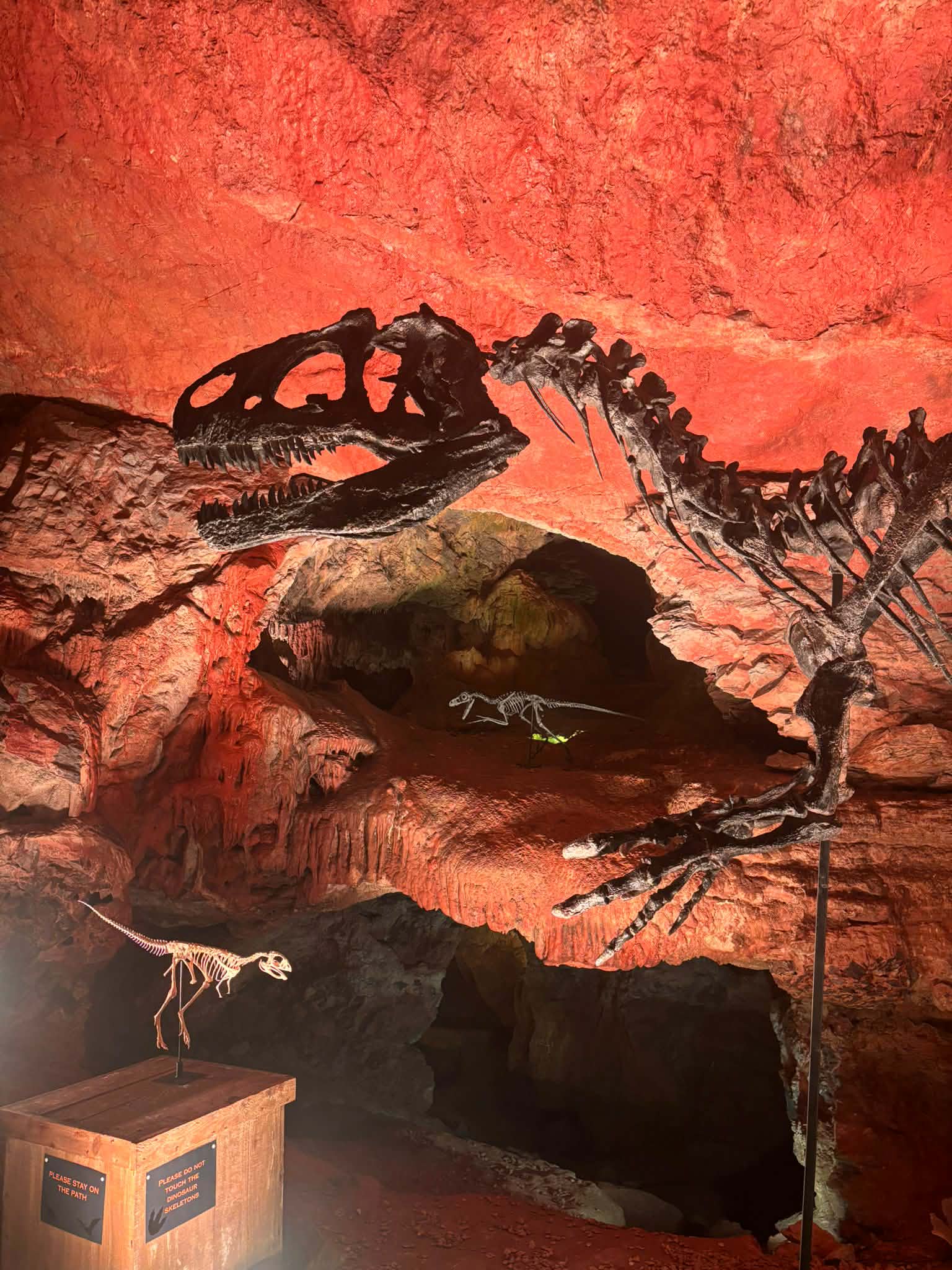 Allosaurus fragilis Skull 1:2 Scale