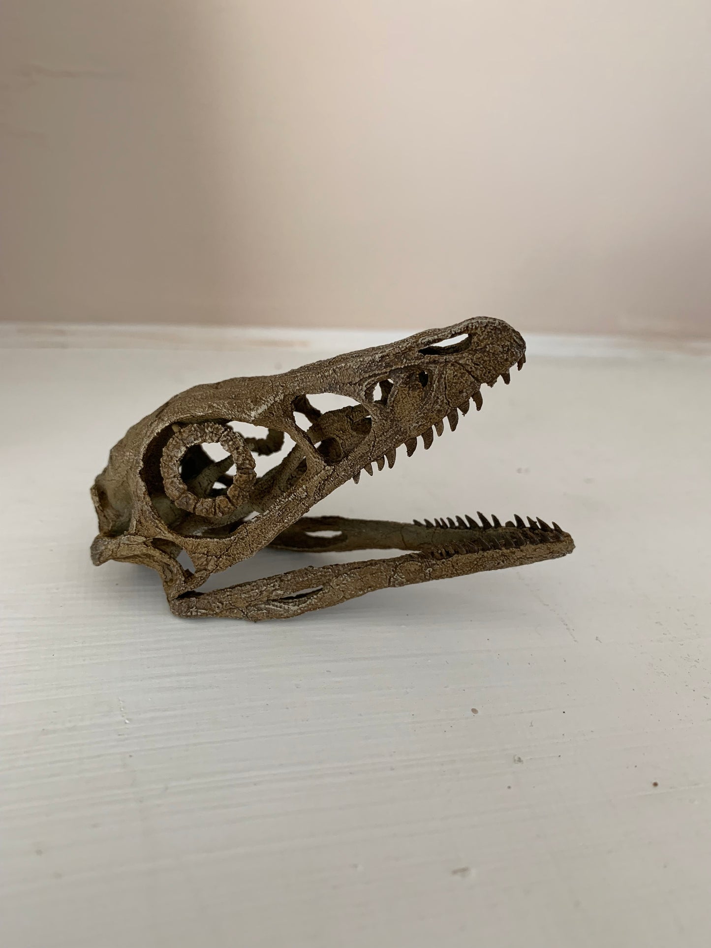 Microraptor Skull
