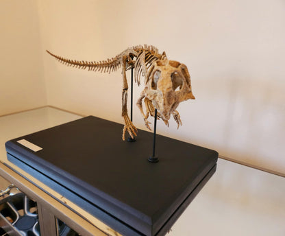 Juvenile Psittacosaurus Skull