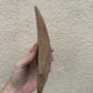 Brown Megalodon Tooth