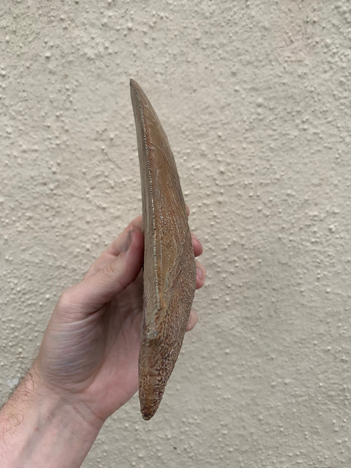 Brown Megalodon Tooth
