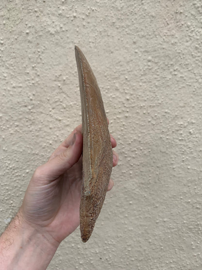 Brown Megalodon Tooth