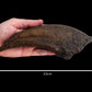 Tyrannosaurus Rex Claw