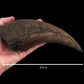 Tyrannosaurus Rex Claw