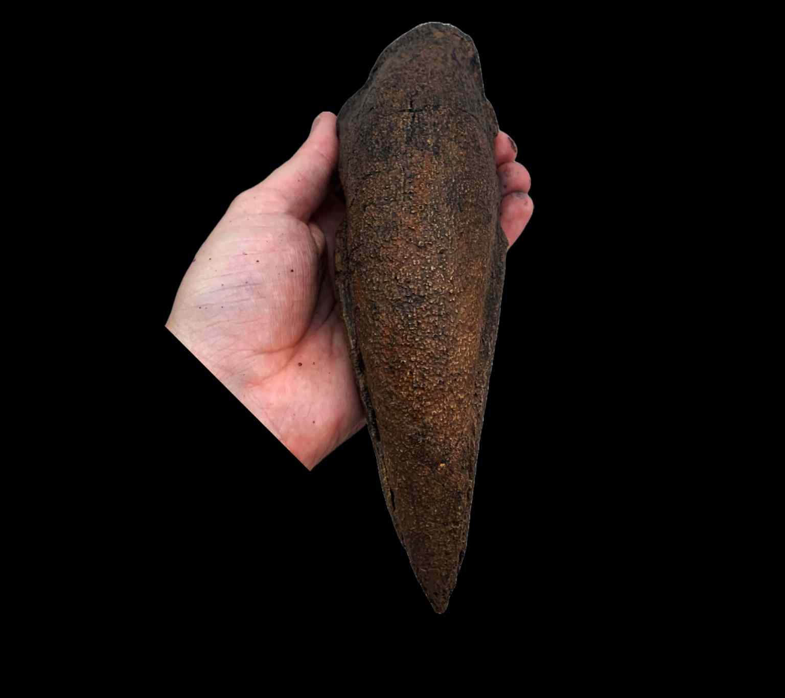 Tyrannosaurus Rex Claw