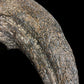 Allosaurus Claw