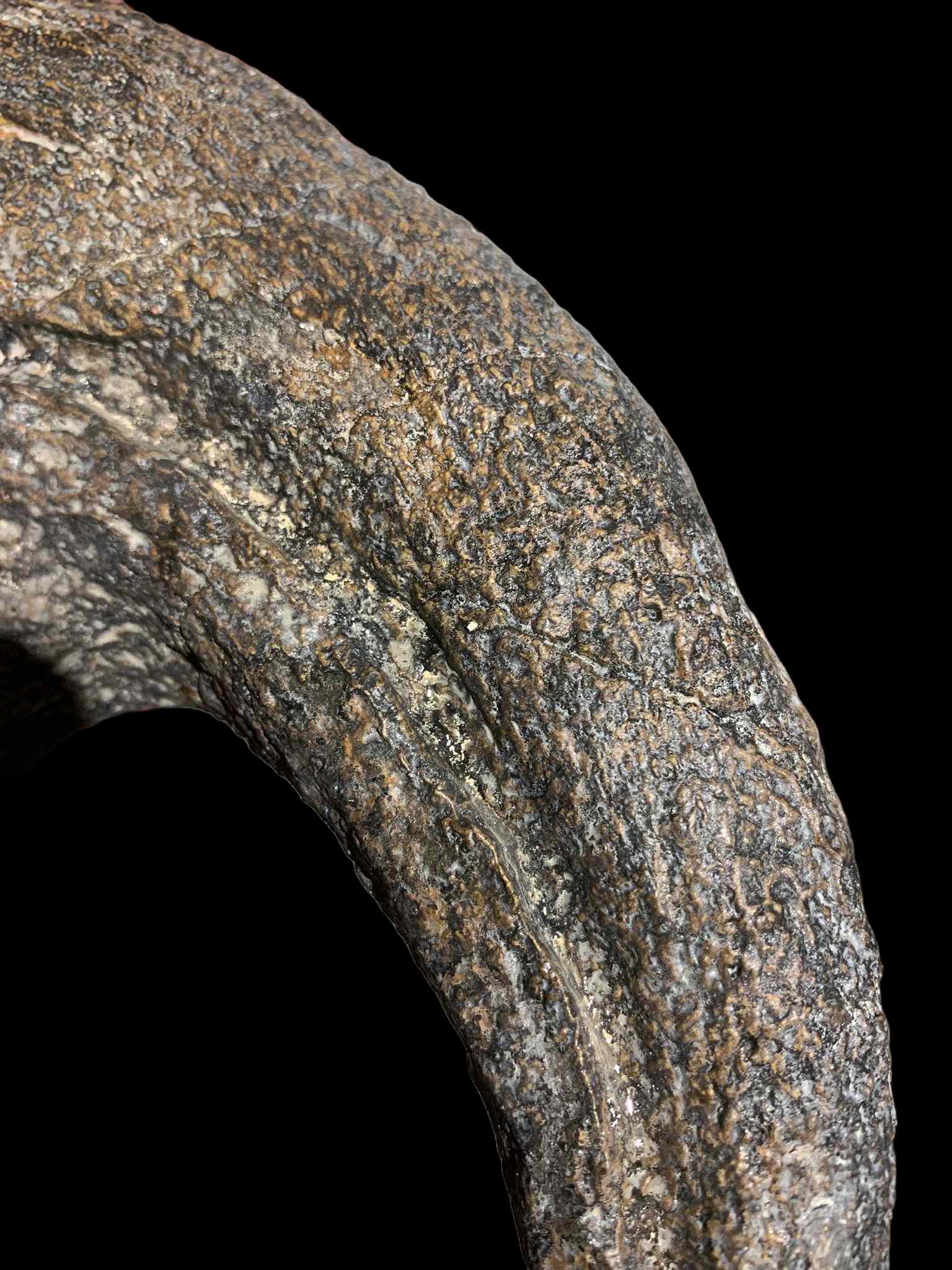 Allosaurus Claw