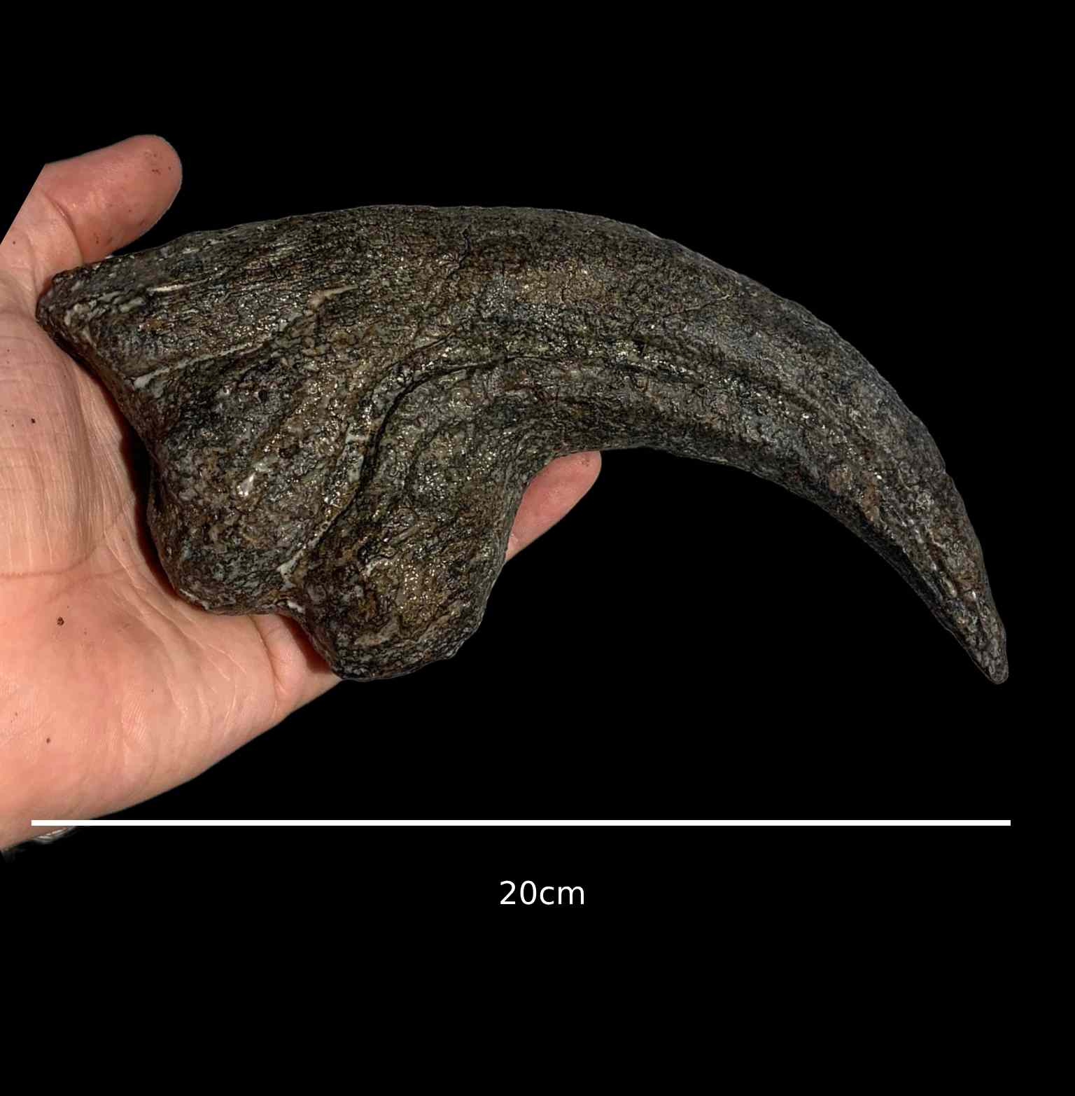 Allosaurus Claw
